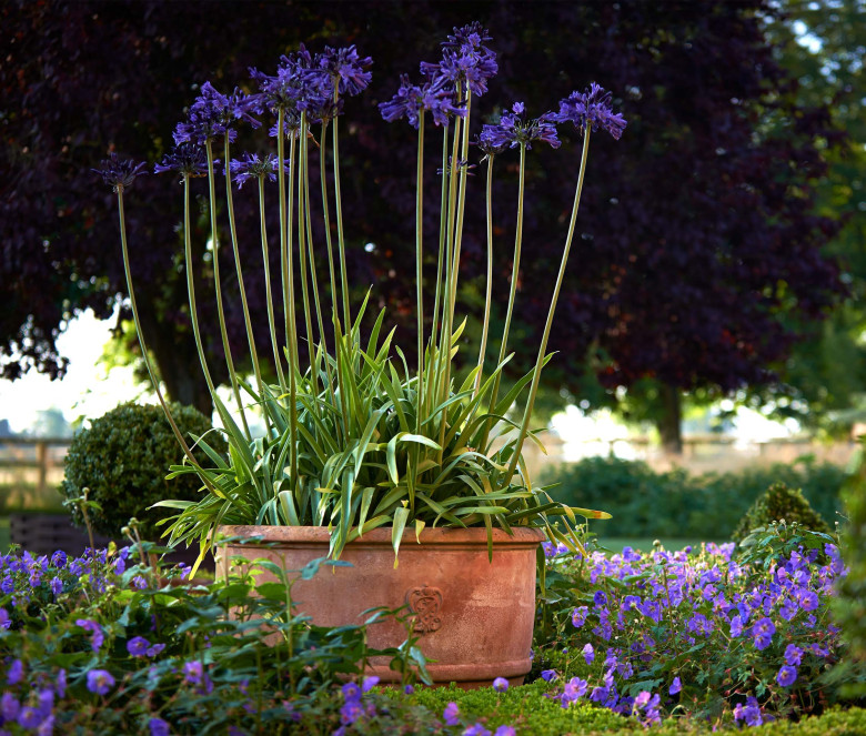 Coppa terracotta pot