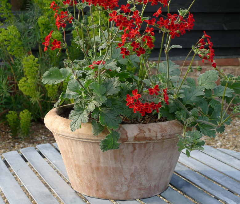 Catino Liscio terracotta pot