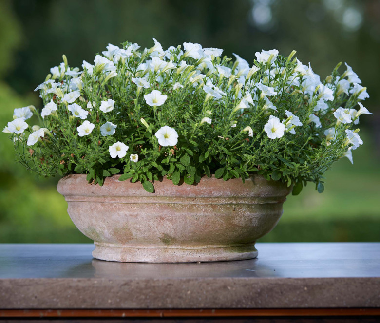 Ciotola terracotta pot