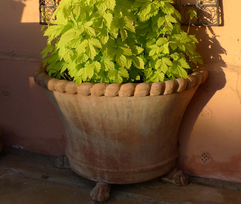 Cesta Mezza terracotta pot