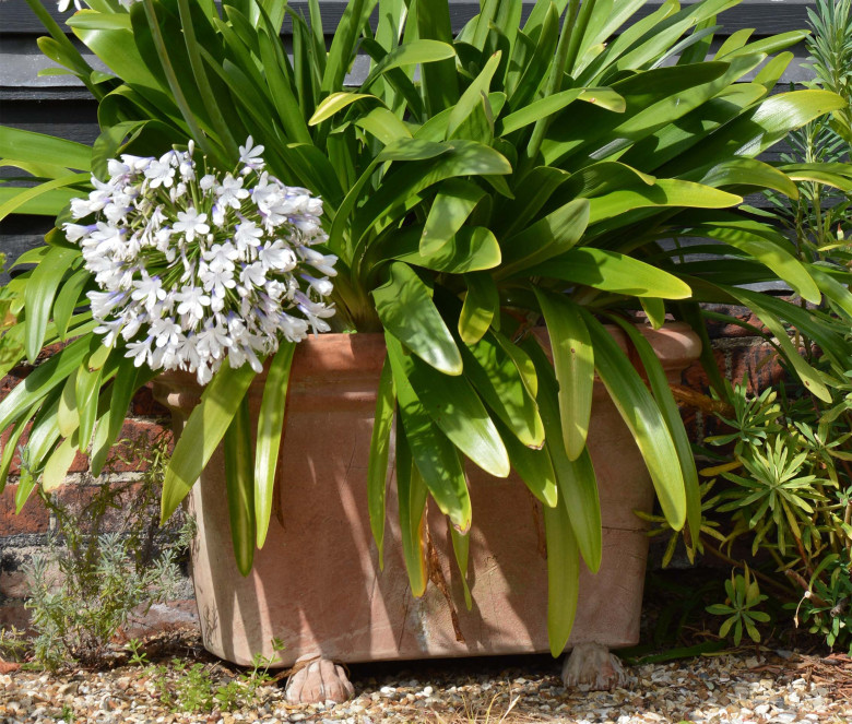 Cassetta terracotta pot