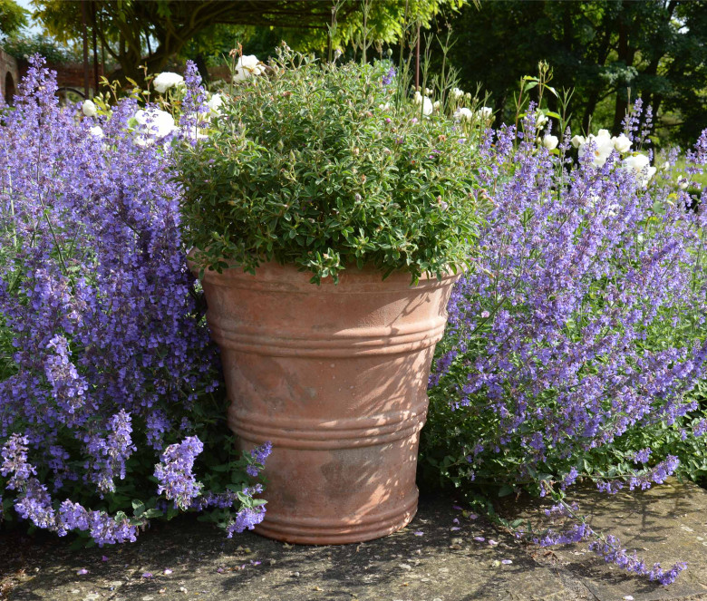 Anello terracotta pot