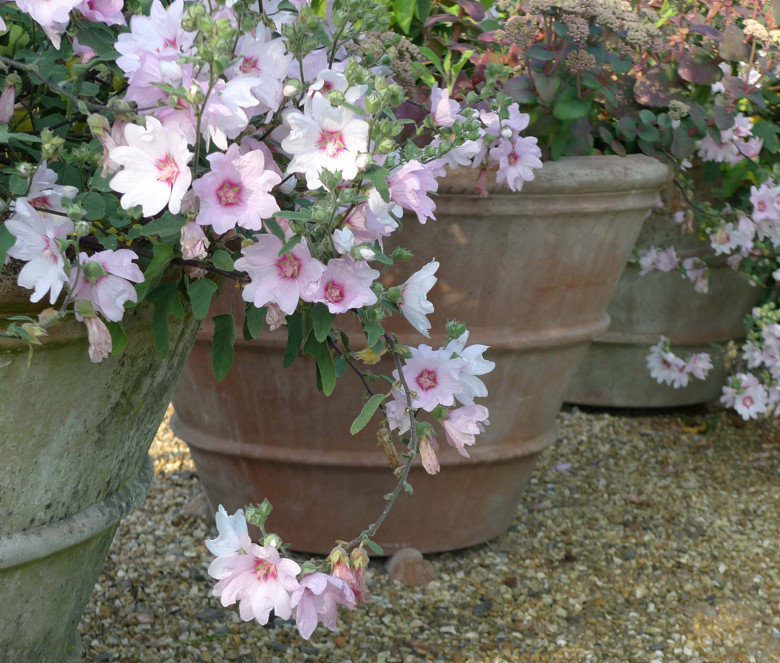 Classico terracotta pot