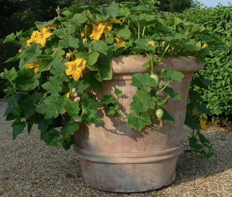 Cilindro Grande terracotta pot