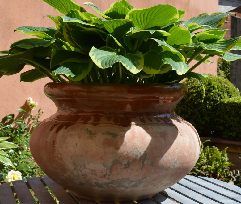 Primavera terracotta pot