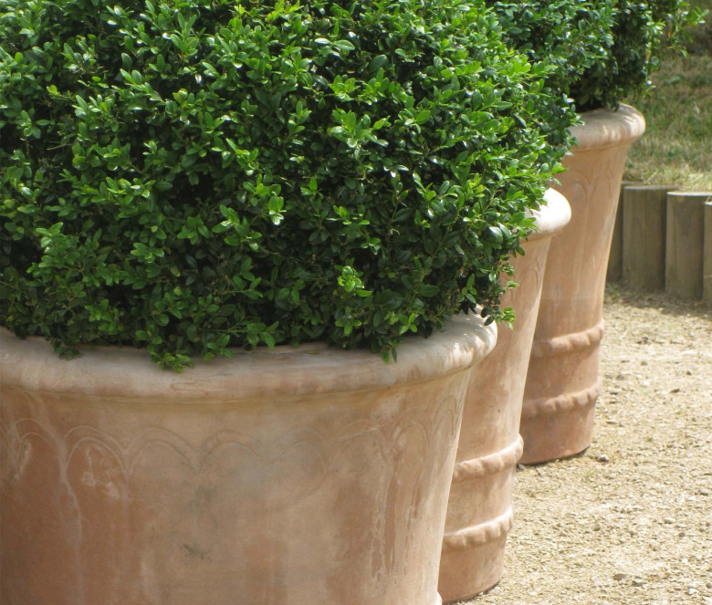 Bugnolo terracotta pot